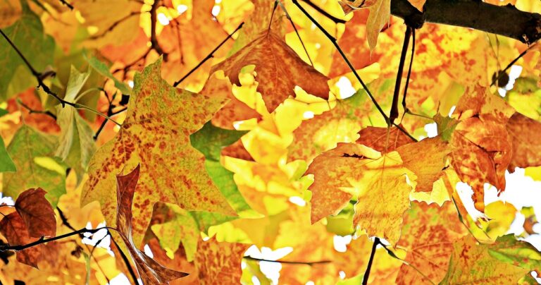 Recetas para la temporada de otoño