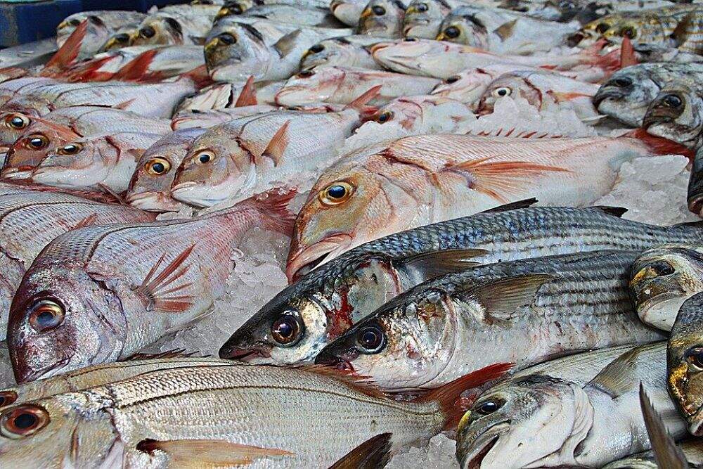 Cuáles son los pescados con más vitaminas