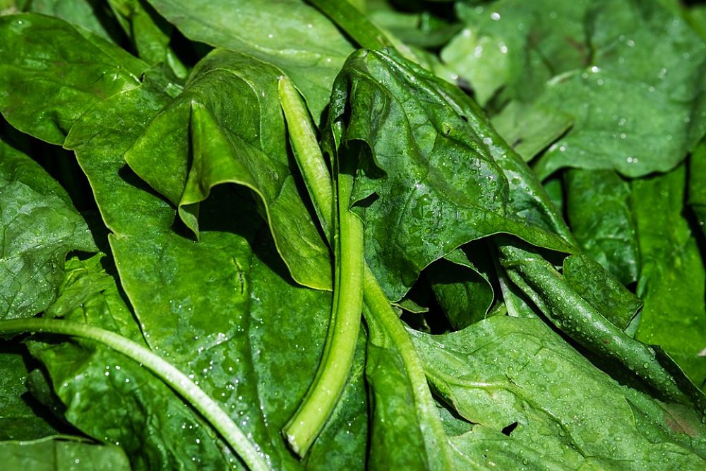 Las 5 verduras de hoja verde más saludables