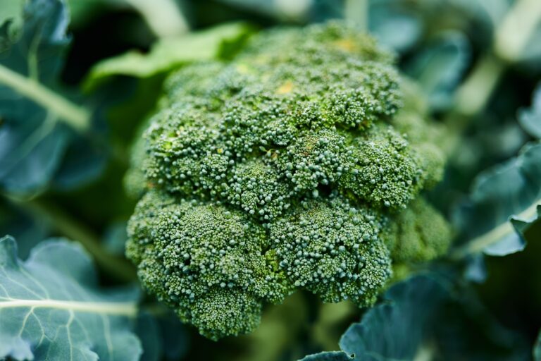 Especial #GadisSalud: el brócoli