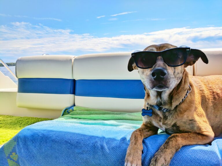 Mascotas y verano: ¿qué podemos hacer?