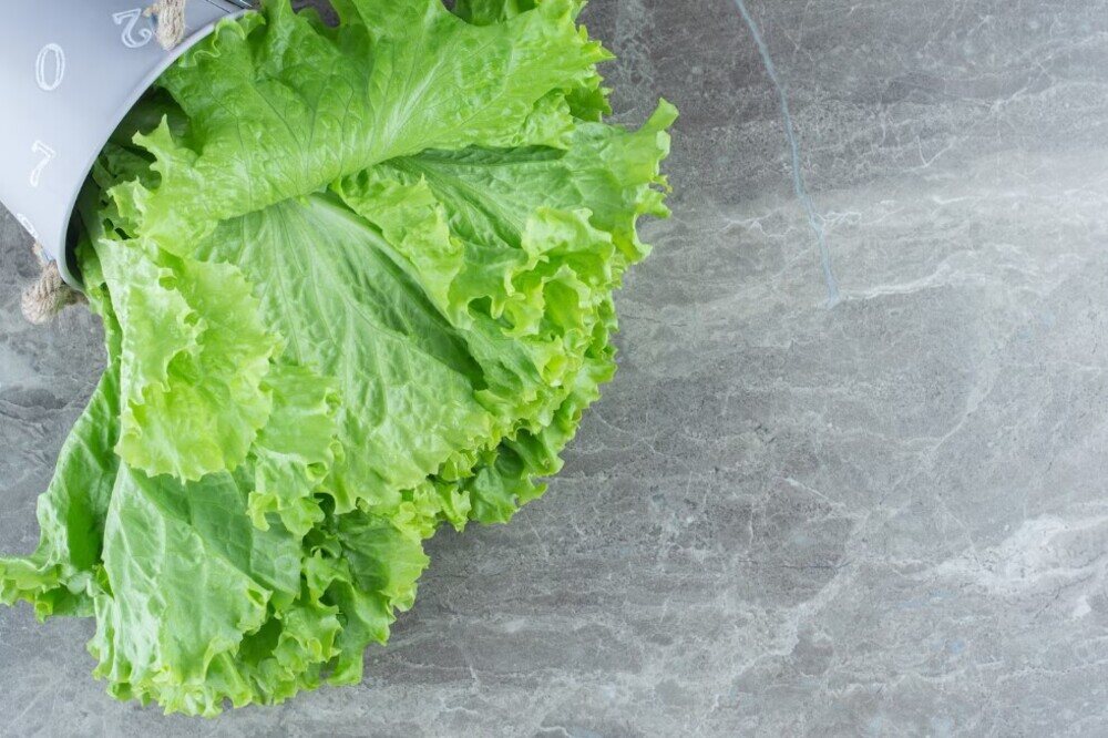 tipos de lechuga