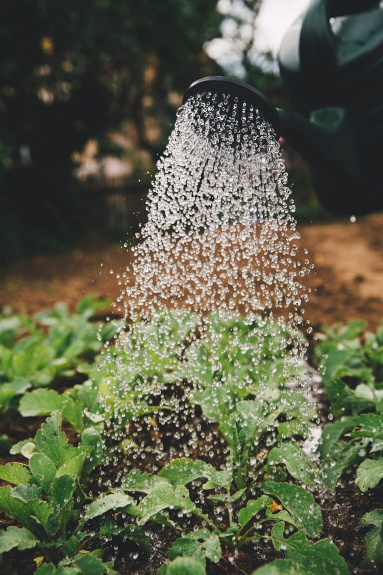 Cuidar del agua es también cuidar de la alimentación