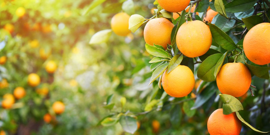 naranjas