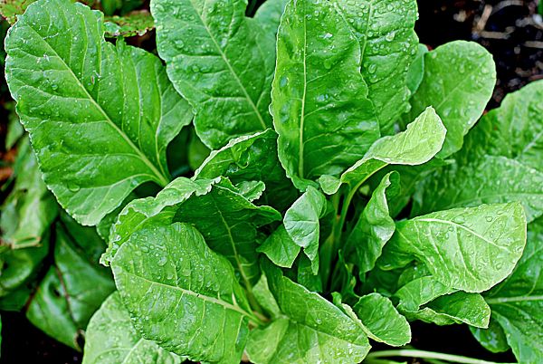 Espinacas, producto de temporada en septiembre
