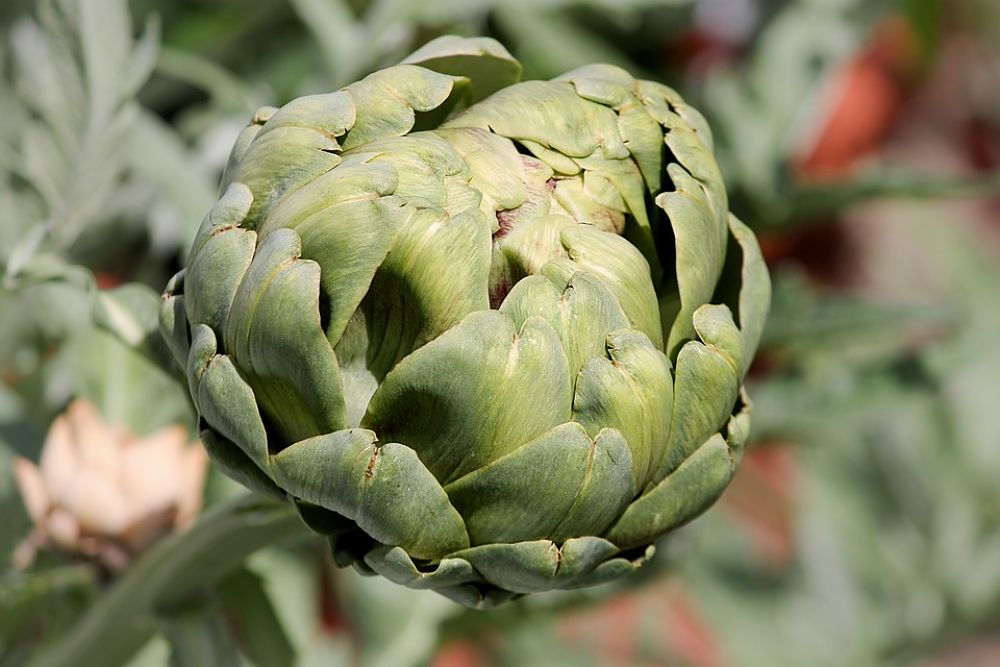 5 frutas y verduras de temporada en diciembre super saludables