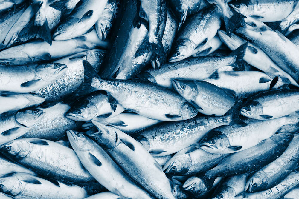 ¿Pescado azul o blanco? Diferencias entre uno y otro