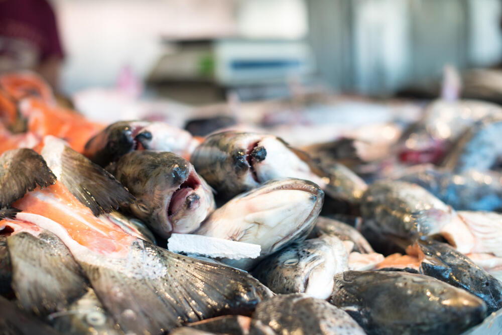 pescados de tempora en otoño de supermercado